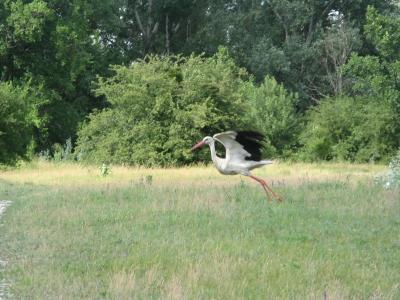 Прикрепленное изображение: IMG_0658.jpg